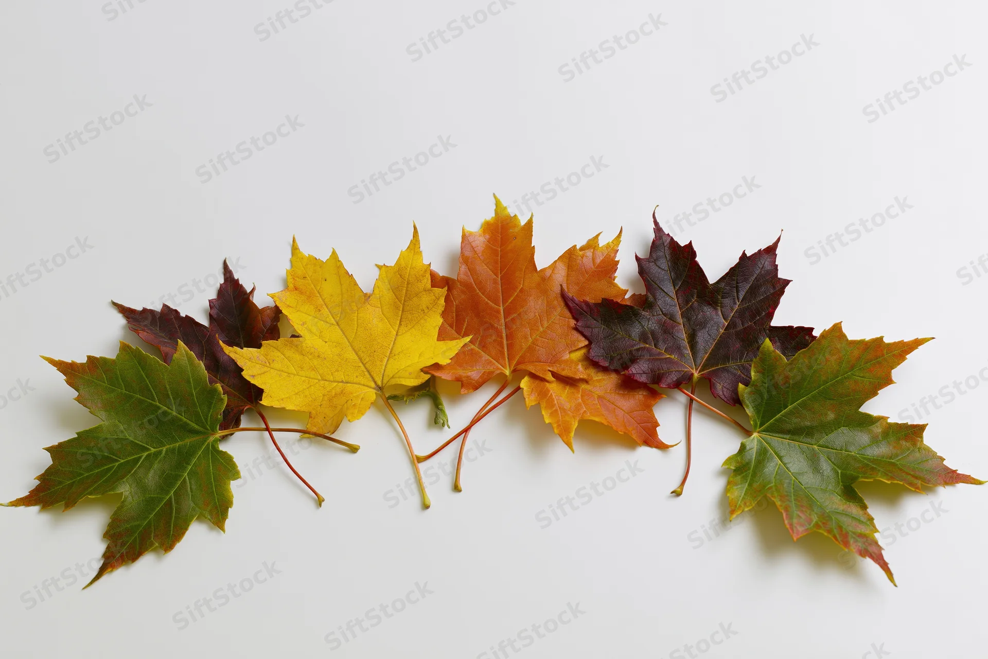 Loose horizontal arrangement of autumn maple leaves on white background