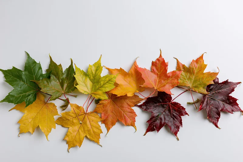 Horizontal arrangement of autumn maple leaves on white background