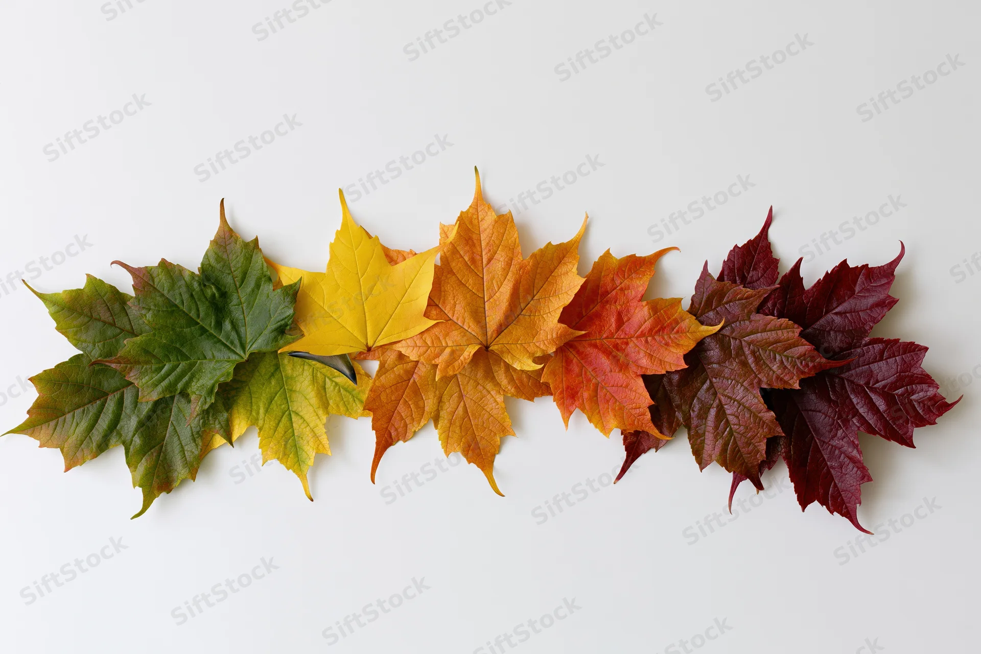 Loose horizontal arrangement of autumn maple leaves on white background