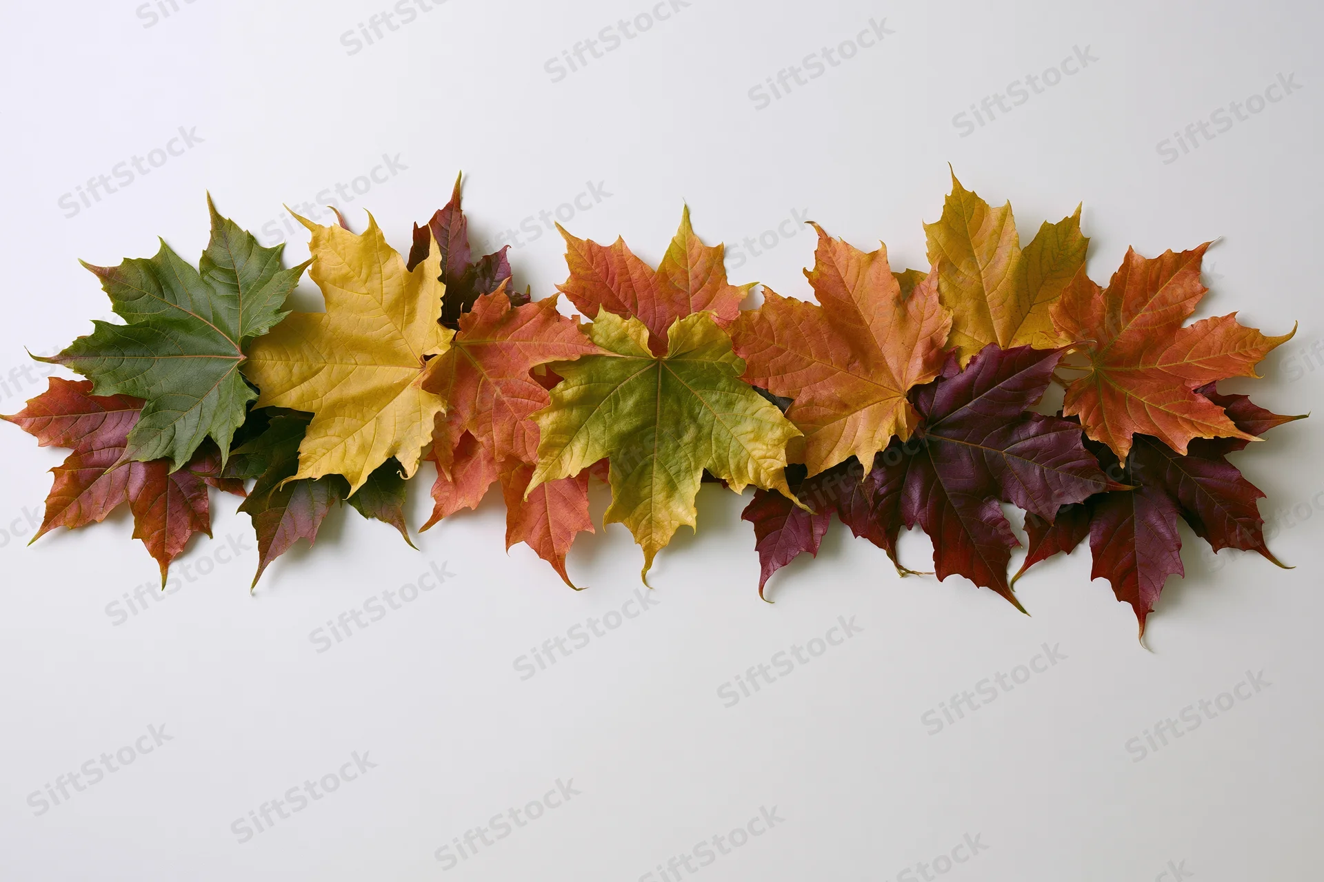 Loose horizontal arrangement of autumn maple leaves on white surface