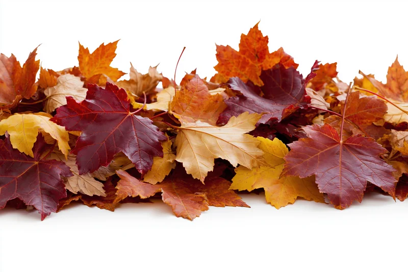 A pile of fallen maple leaves clustered along the bottom edge on a white background