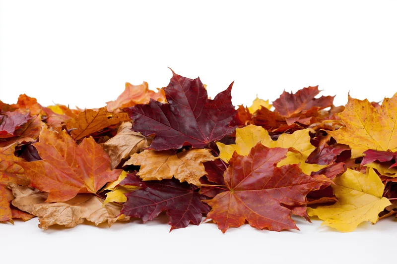A pile of fallen autumn maple leaves clustered along the bottom edge on a white background
