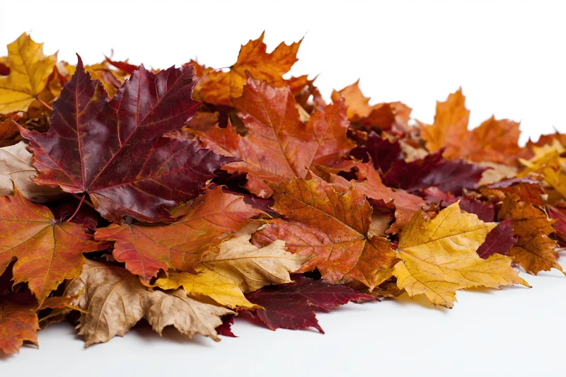 A pile of fallen autumn maple leaves clustered along the edge on a white background