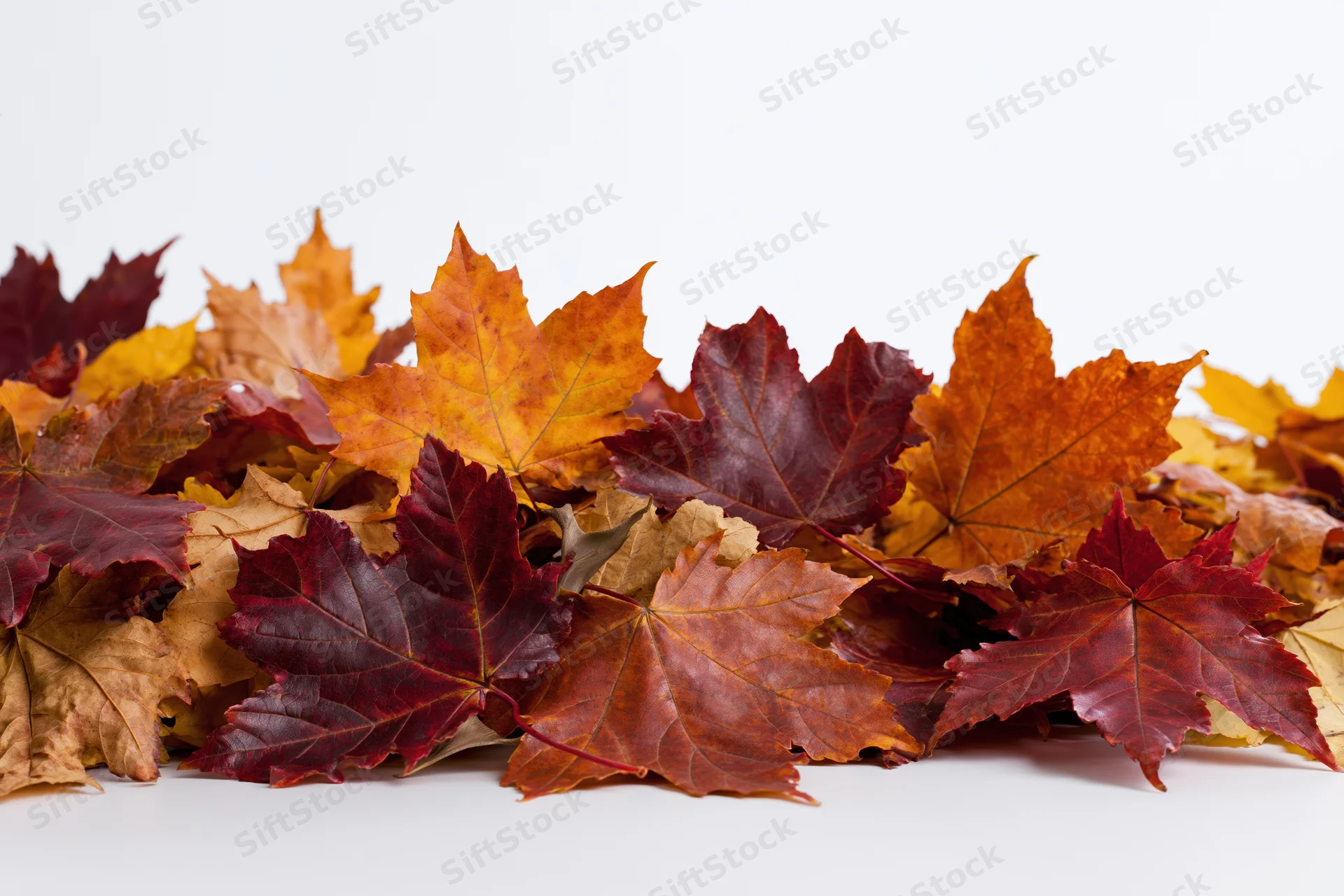 Pile of fallen autumn maple leaves clustered along white background with copyspace