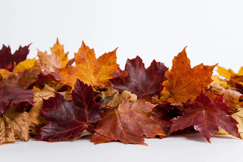 Pile of fallen autumn maple leaves clustered along white background with copyspace