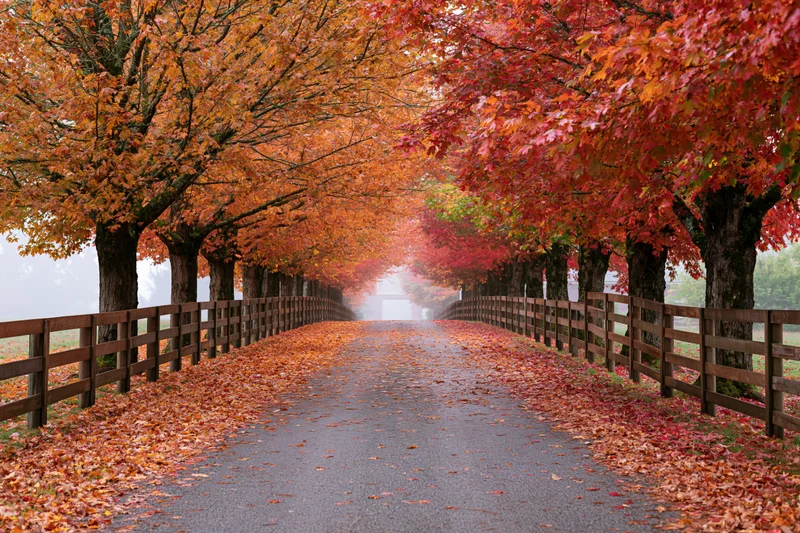 Narrow country road lined with maple trees in autumn foliage forming a canopy over the pavement path