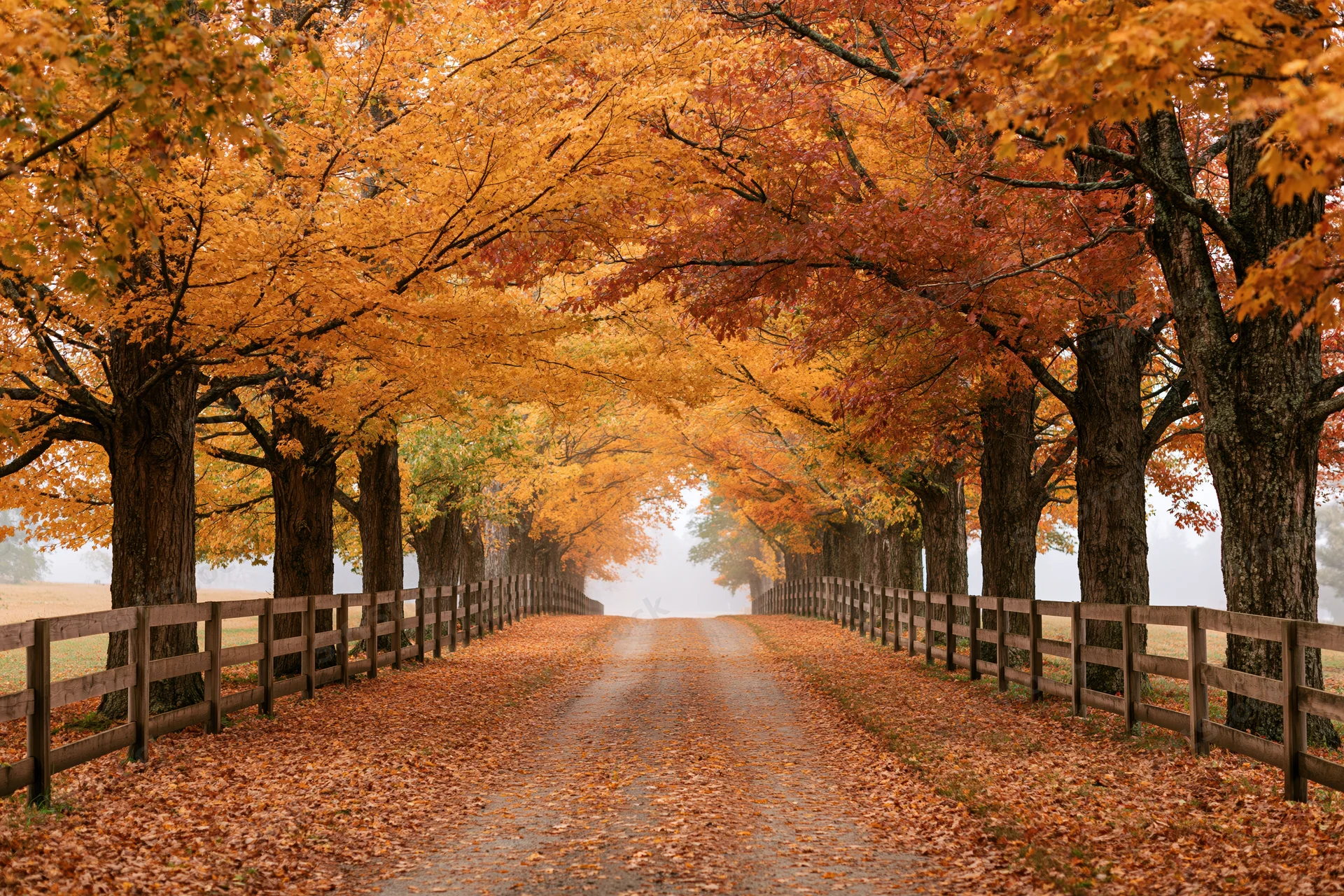 Narrow country road lined with maple trees forming a leafy tunnel in autumn, covered in fallen leaves with wooden fences on both sides