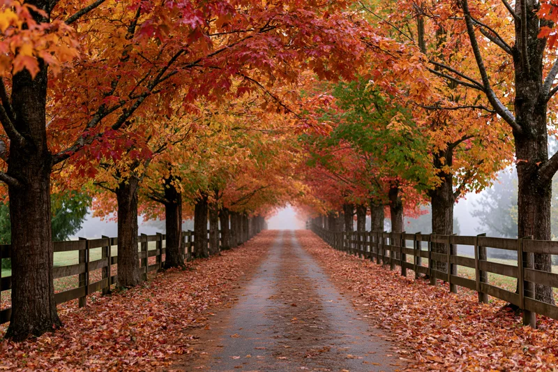 Narrow country road lined with maple trees in autumn foliage forming a canopy over wet pavement flanked by wooden fences