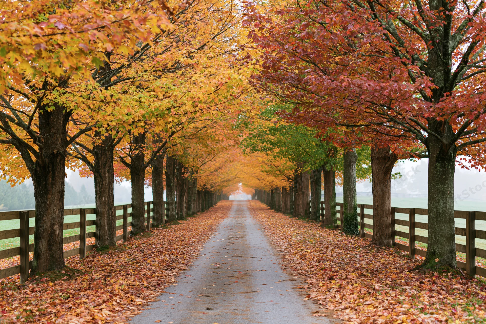 Narrow country road lined with maple trees in autumn foliage forming a canopy over a wet path flanked by wooden fences and fields