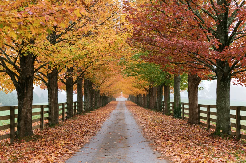 Narrow country road lined with maple trees in autumn foliage forming a canopy over a wet path flanked by wooden fences and fields