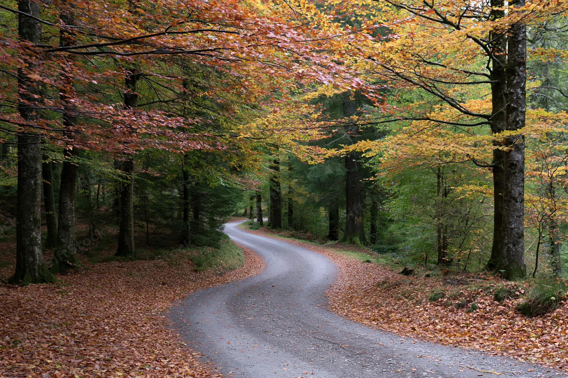 Narrow gravel path curving through dense autumn forest with colorful foliage overhead and fallen leaves lining the sides