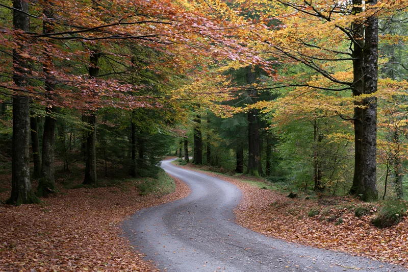 Winding Autumn Forest Road Through Colorful Fall Foliage and