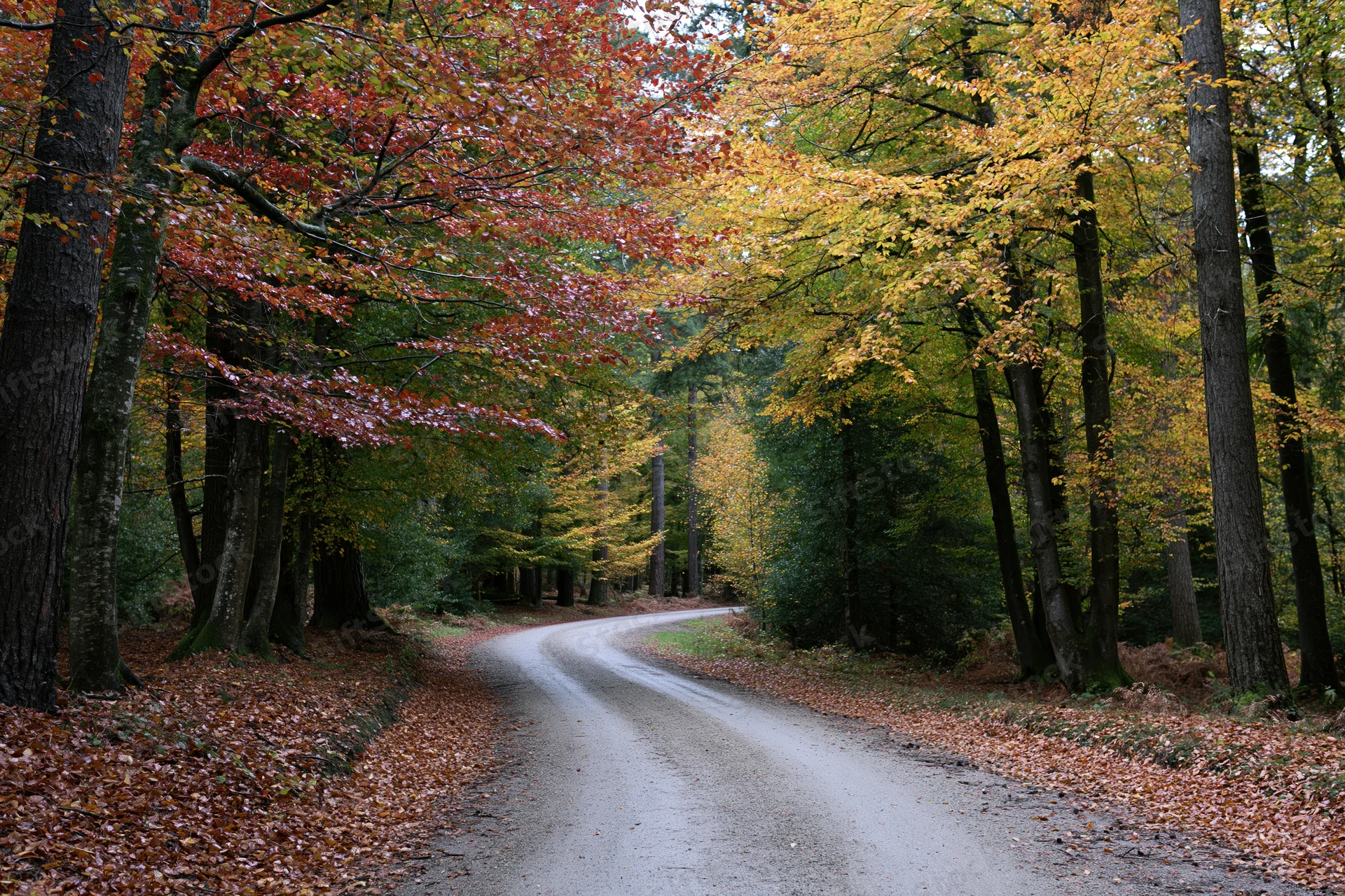 Narrow gravel path curving through dense autumn forest with colorful foliage overhead