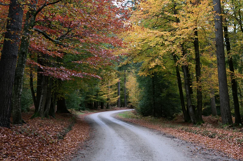 Narrow gravel path curving through dense autumn forest with colorful foliage overhead