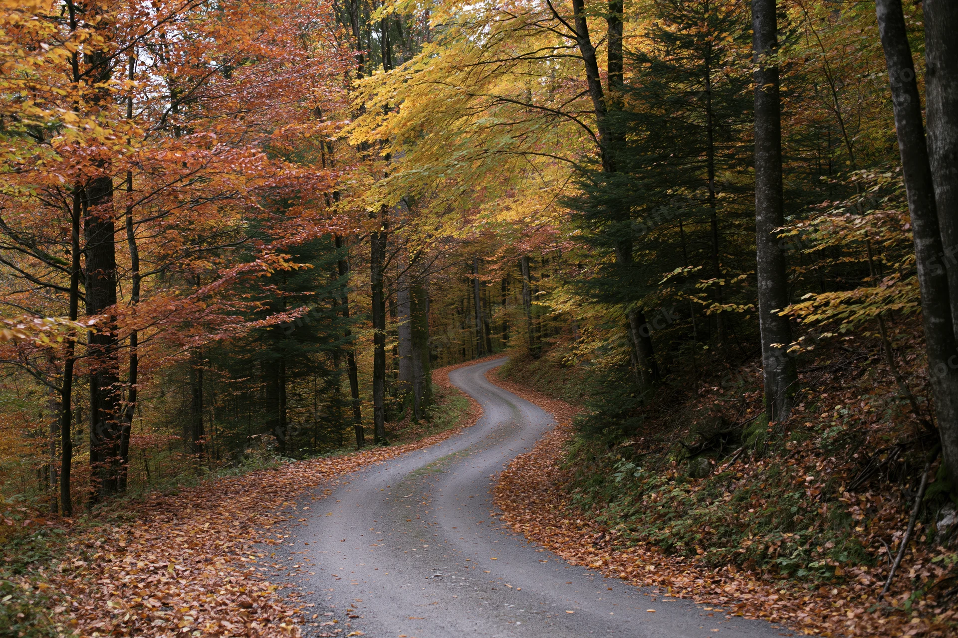 Winding gravel path through autumn forest with colorful foliage and fallen leaves