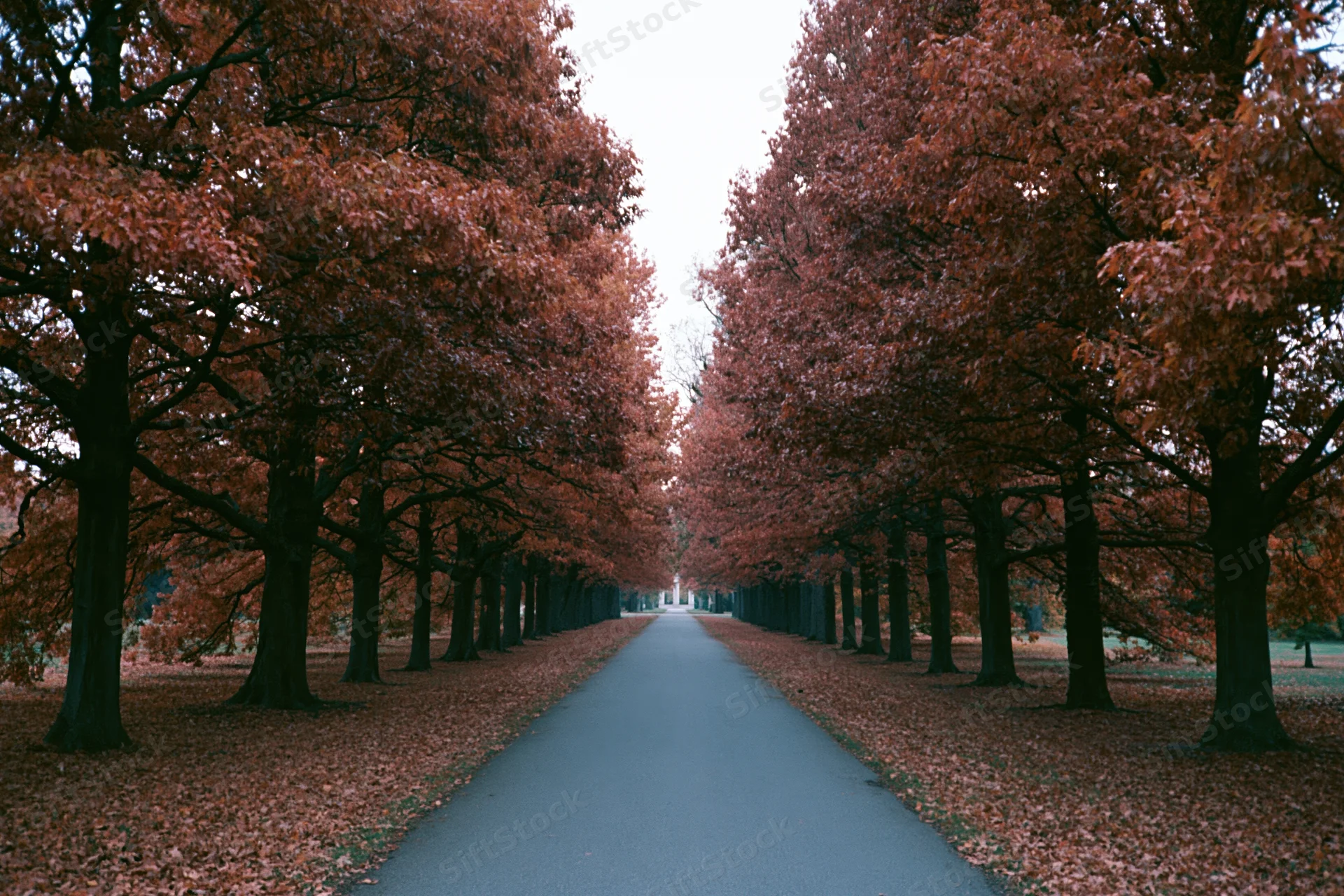 Narrow park pathway receding into the distance flanked by rows of autumn trees with fallen leaves covering the ground
