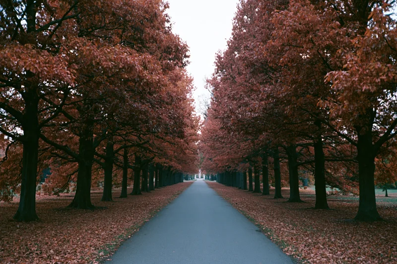 Narrow park pathway receding into the distance flanked by rows of autumn trees with fallen leaves covering the ground