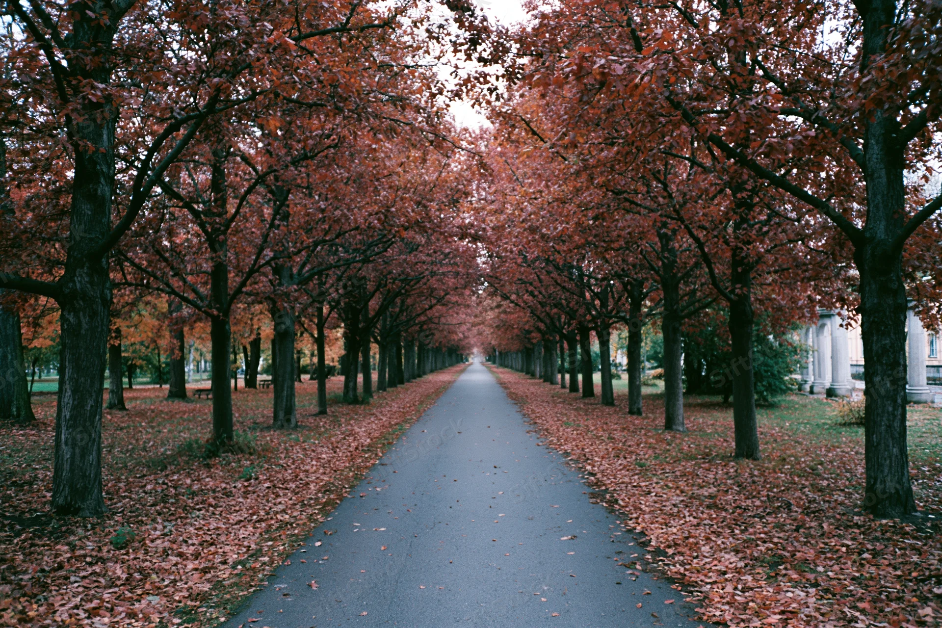 Narrow park pathway lined with autumn trees receding into the distance