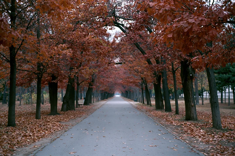Narrow park pathway receding into the distance flanked by autumn trees with red-orange foliage forming a canopy over the pavement
