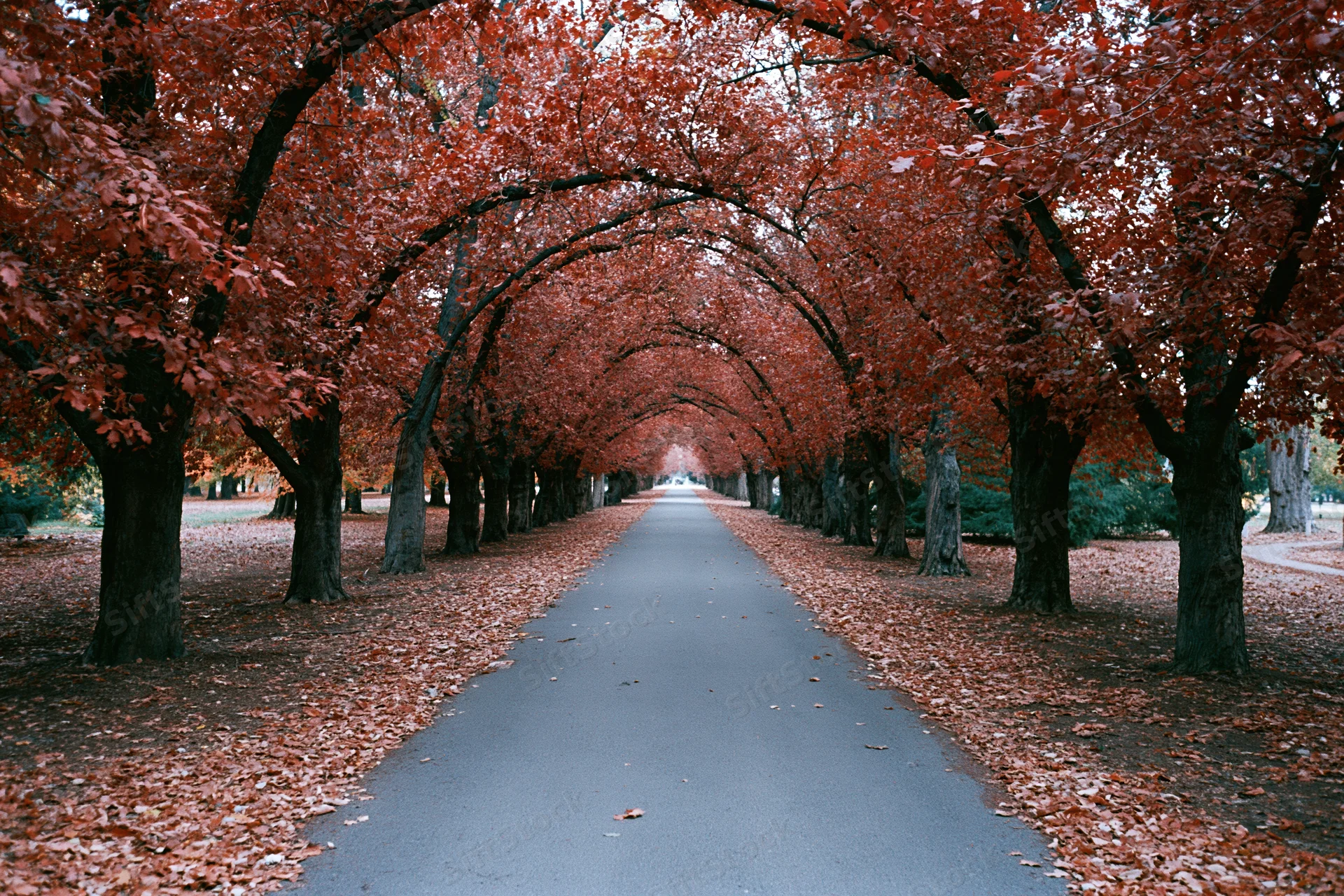 Narrow park pathway lined with red-leafed trees receding into the distance