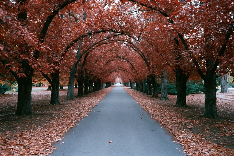 Narrow park pathway lined with red-leafed trees receding into the distance