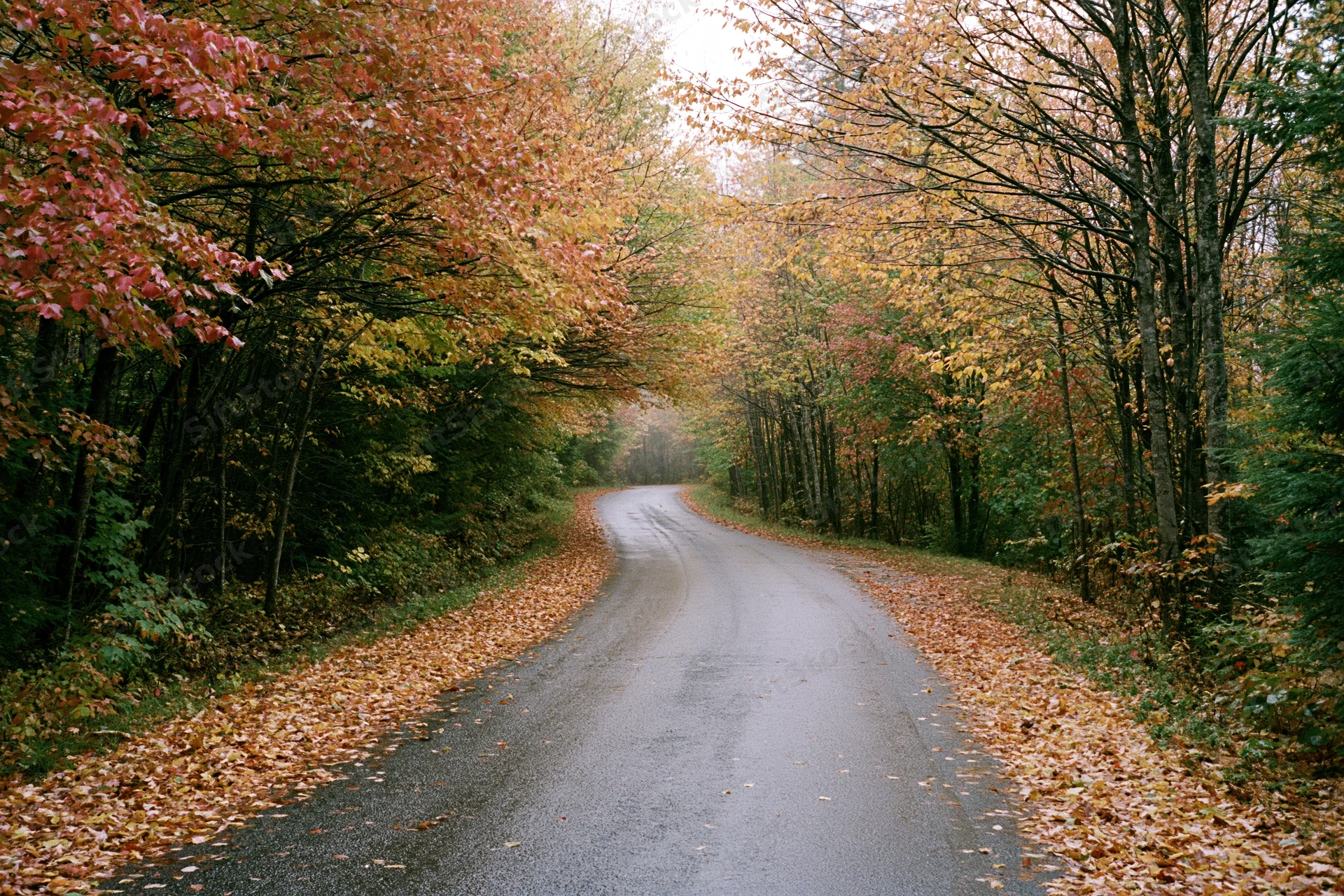 Narrow paved road curving through dense deciduous forest in autumn with fallen leaves lining the sides
