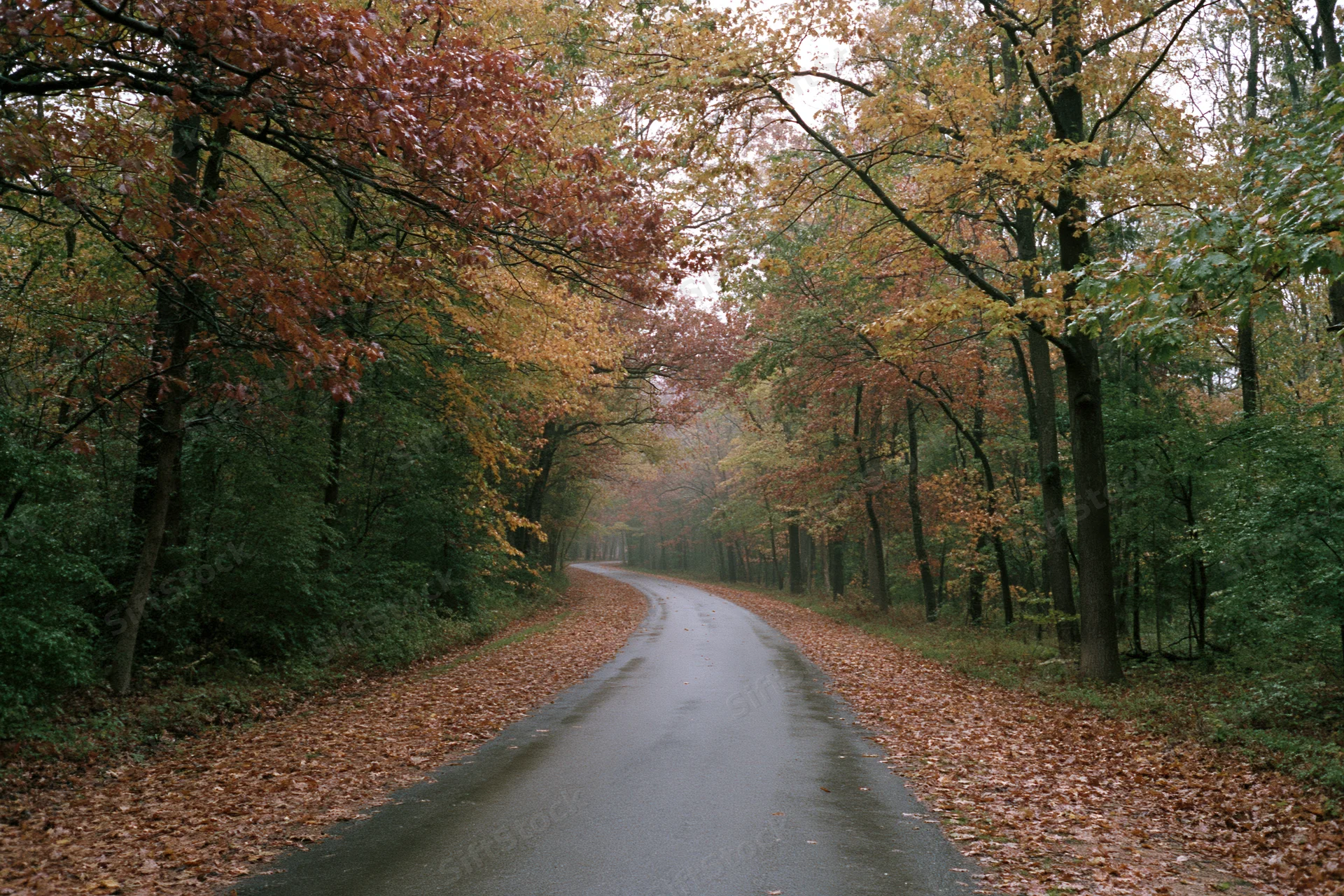 Narrow paved road curving through dense deciduous forest in autumn with fallen leaves lining the sides