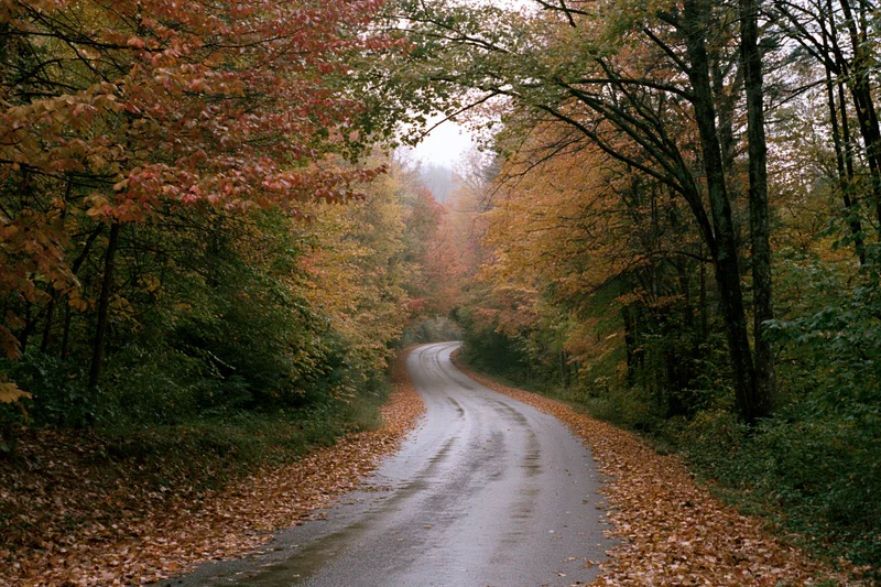 Narrow paved road winding through dense deciduous forest in autumn with fallen leaves lining the sides