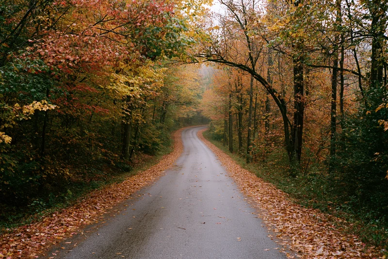Narrow paved road winding through dense deciduous forest in autumn with fallen leaves lining the sides
