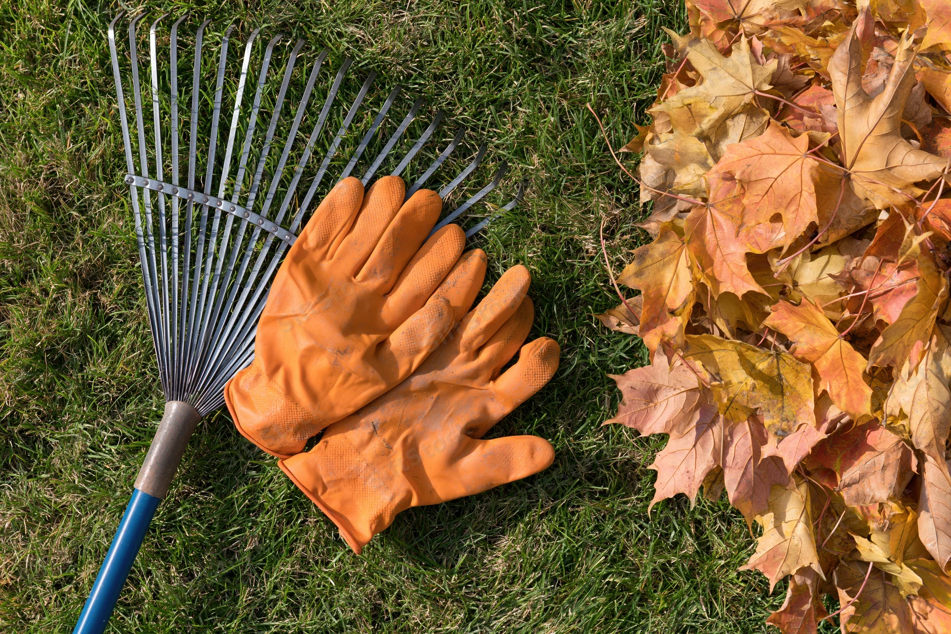 Orange rubber gardening gloves and metal rake resting on green grass beside a pile of autumn maple leaves