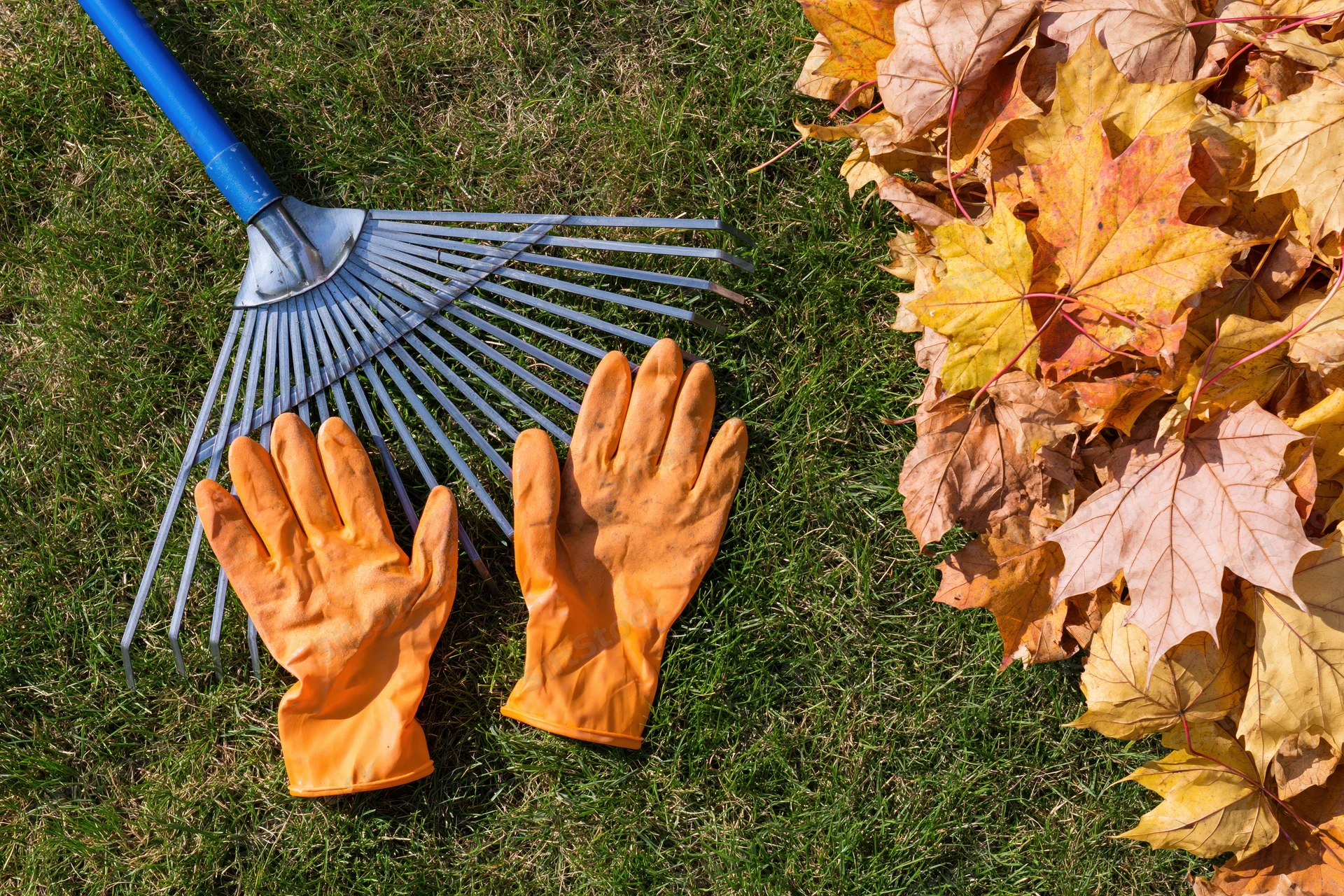 Orange rubber gardening gloves and blue metal rake resting on green grass beside a pile of autumn leaves