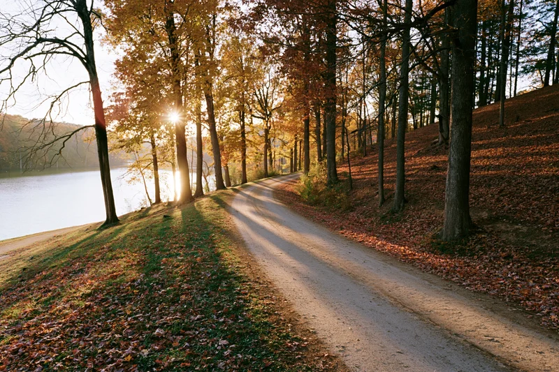 Dirt road curving through autumn deciduous trees beside a lake
