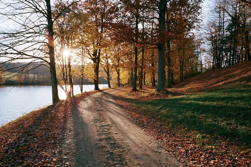 Dirt road winding through autumn deciduous trees beside a lake at sunrise