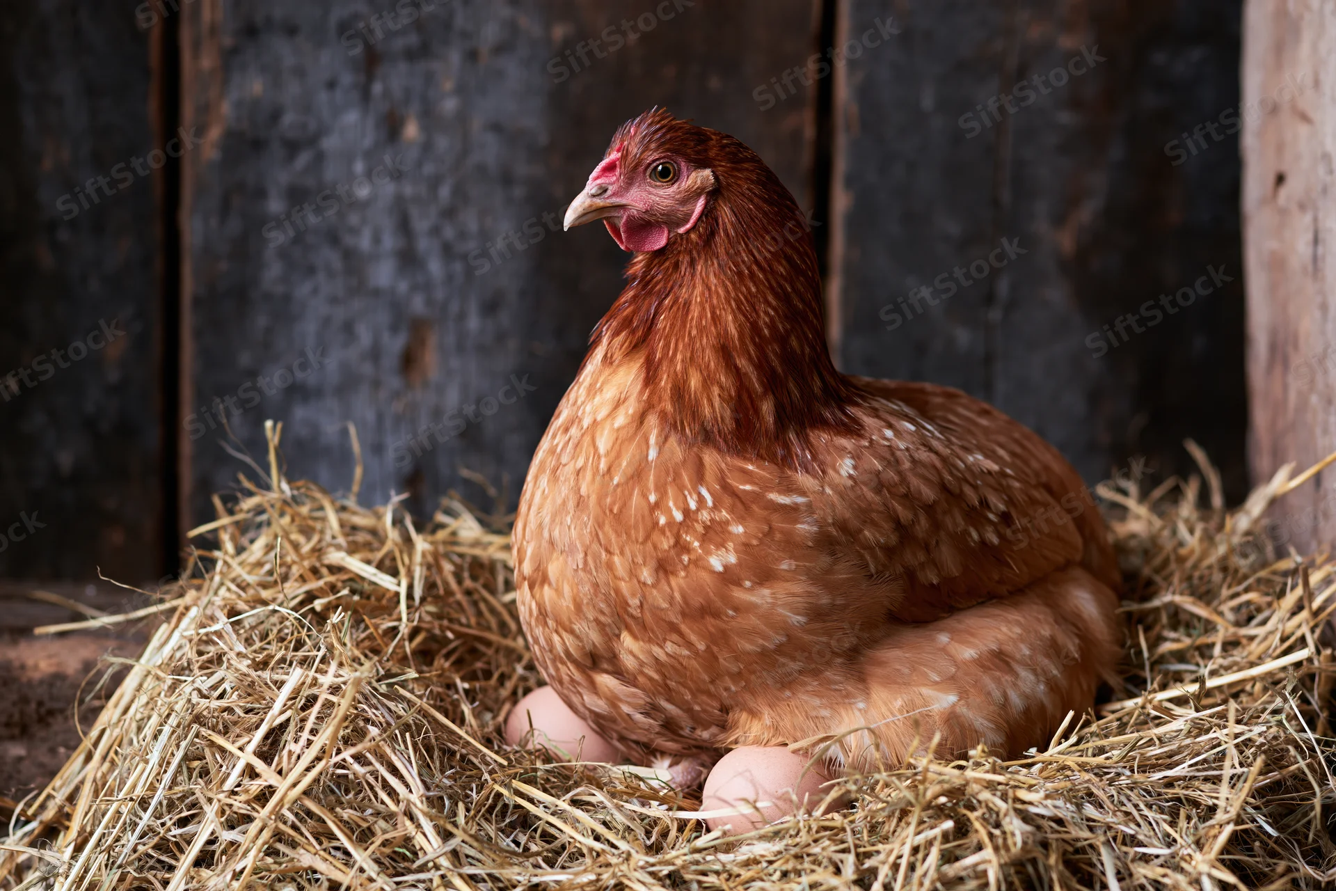 Russet-brown hen brooding on eggs in a hay nest inside a barn