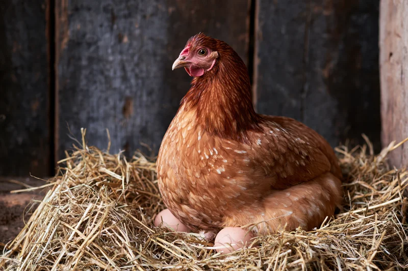 Russet-brown hen brooding on eggs in a hay nest inside a barn