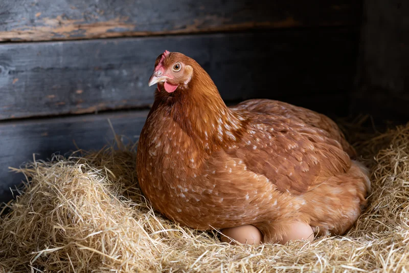 Russet-brown hen sitting in hay nest with two eggs visible beneath her body