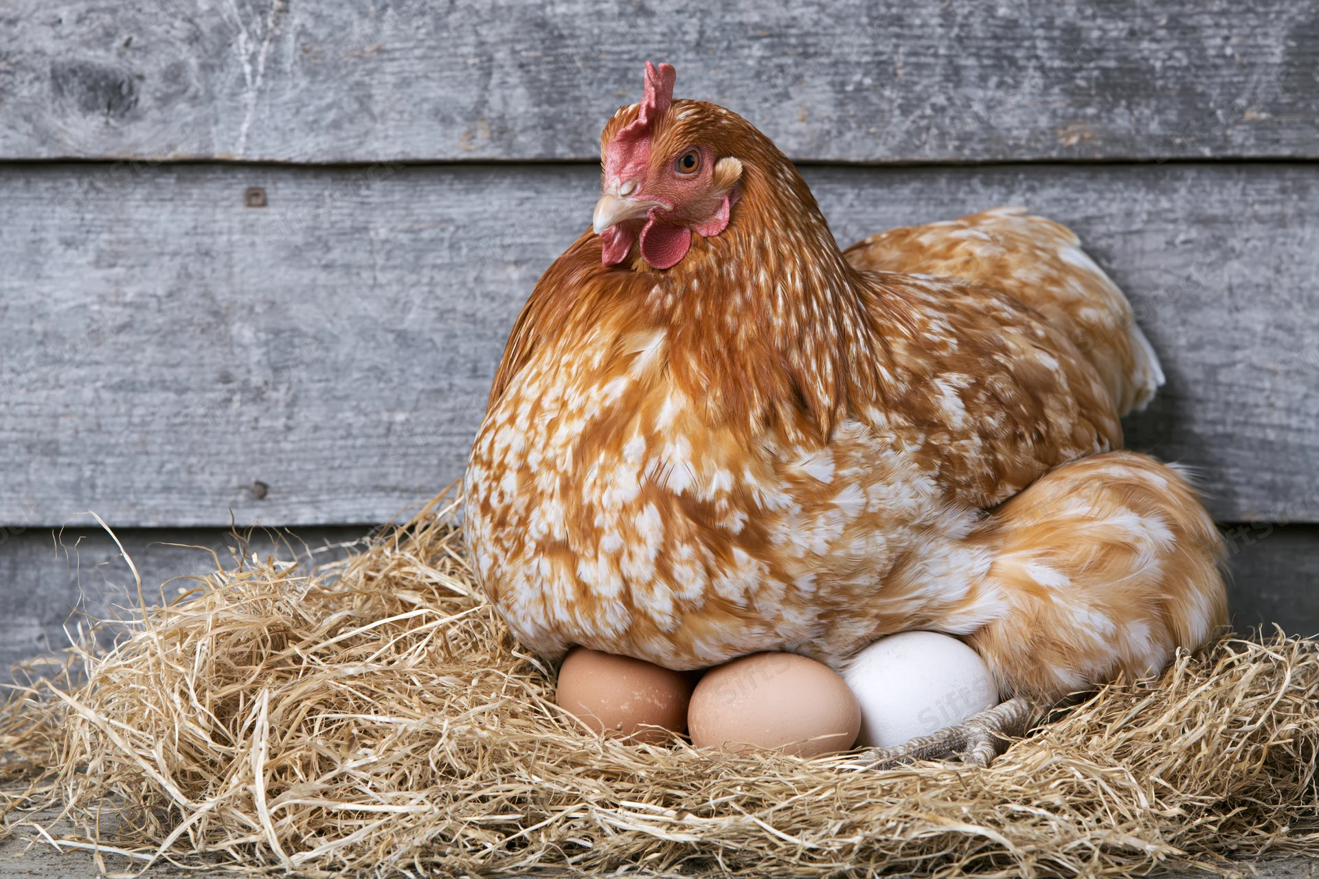 Rust-brown hen brooding on straw nest with three eggs against weathered wooden wall