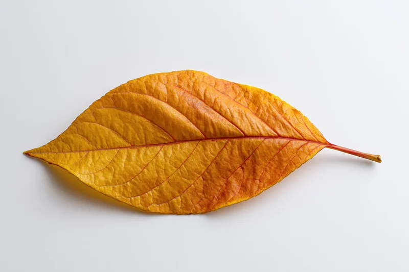 A single autumn leaf lying flat on a white background