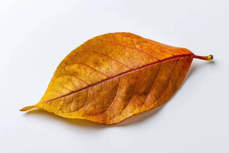 Single autumn leaf lying flat on white background