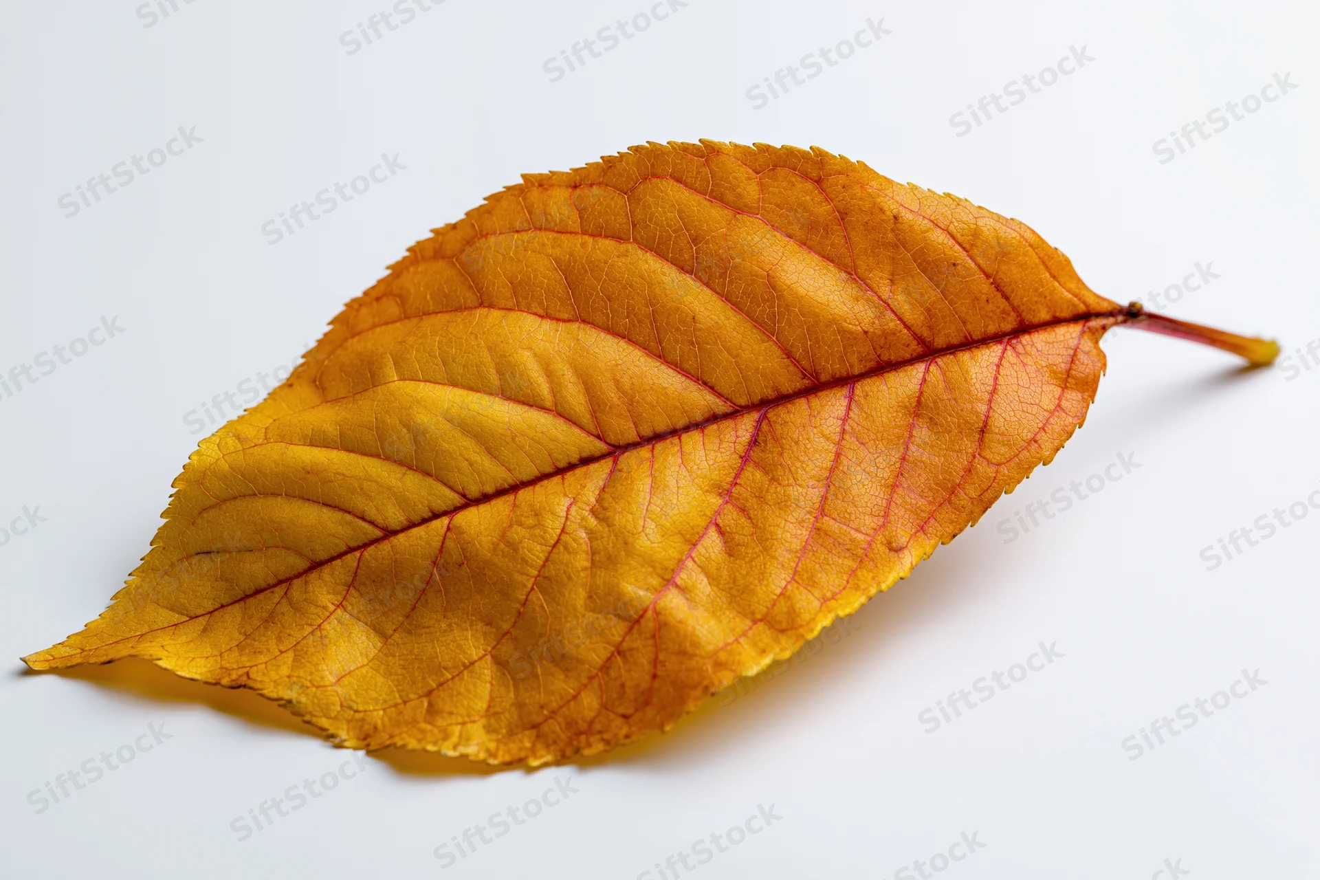 Single autumn leaf lying flat on white background with visible veins and color gradient