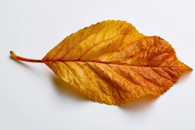 A single dried autumn leaf lying flat on a white background with visible veins and serrated edges