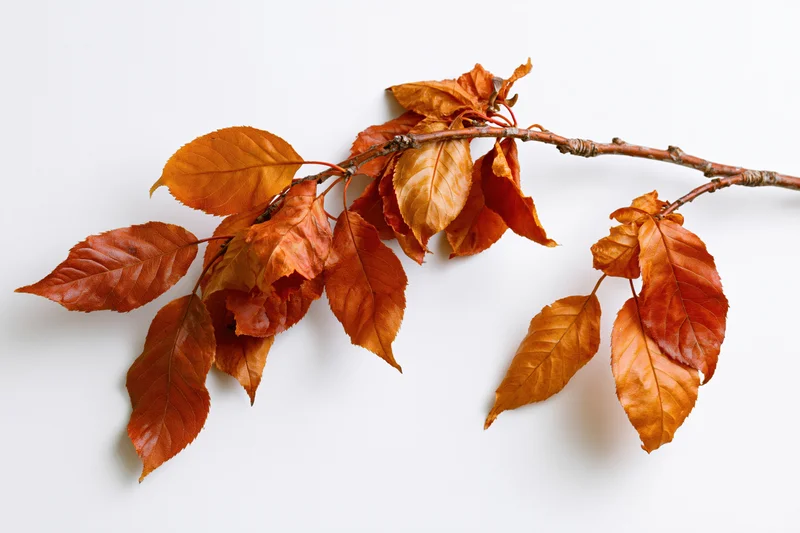 A single autumn tree branch with clusters of dry fallen leaves arranged on a white background