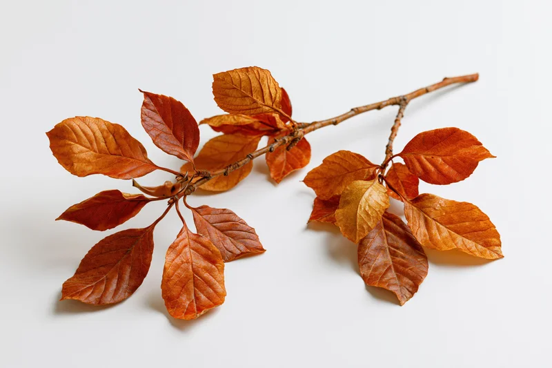 A single autumn tree branch with clusters of dry fallen leaves arranged on a white surface