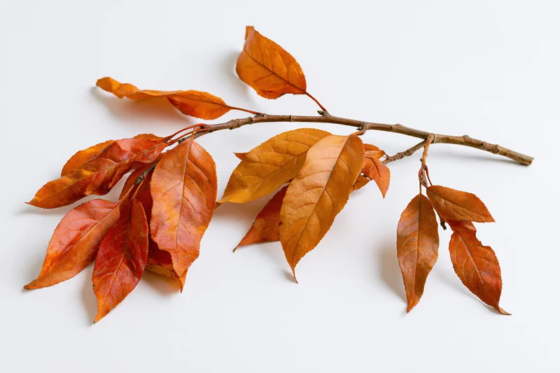 A single autumn tree branch with dry orange leaves arranged on a white background