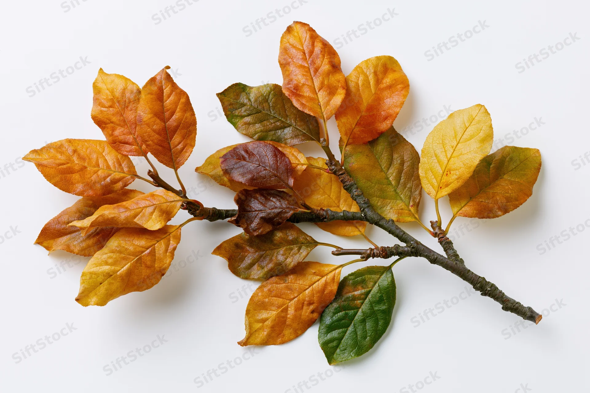 Autumn branch with oval leaves in mid-fall transition on white background