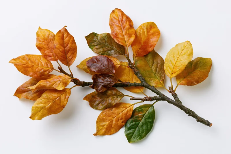 Autumn branch with oval leaves in mid-fall transition on white background