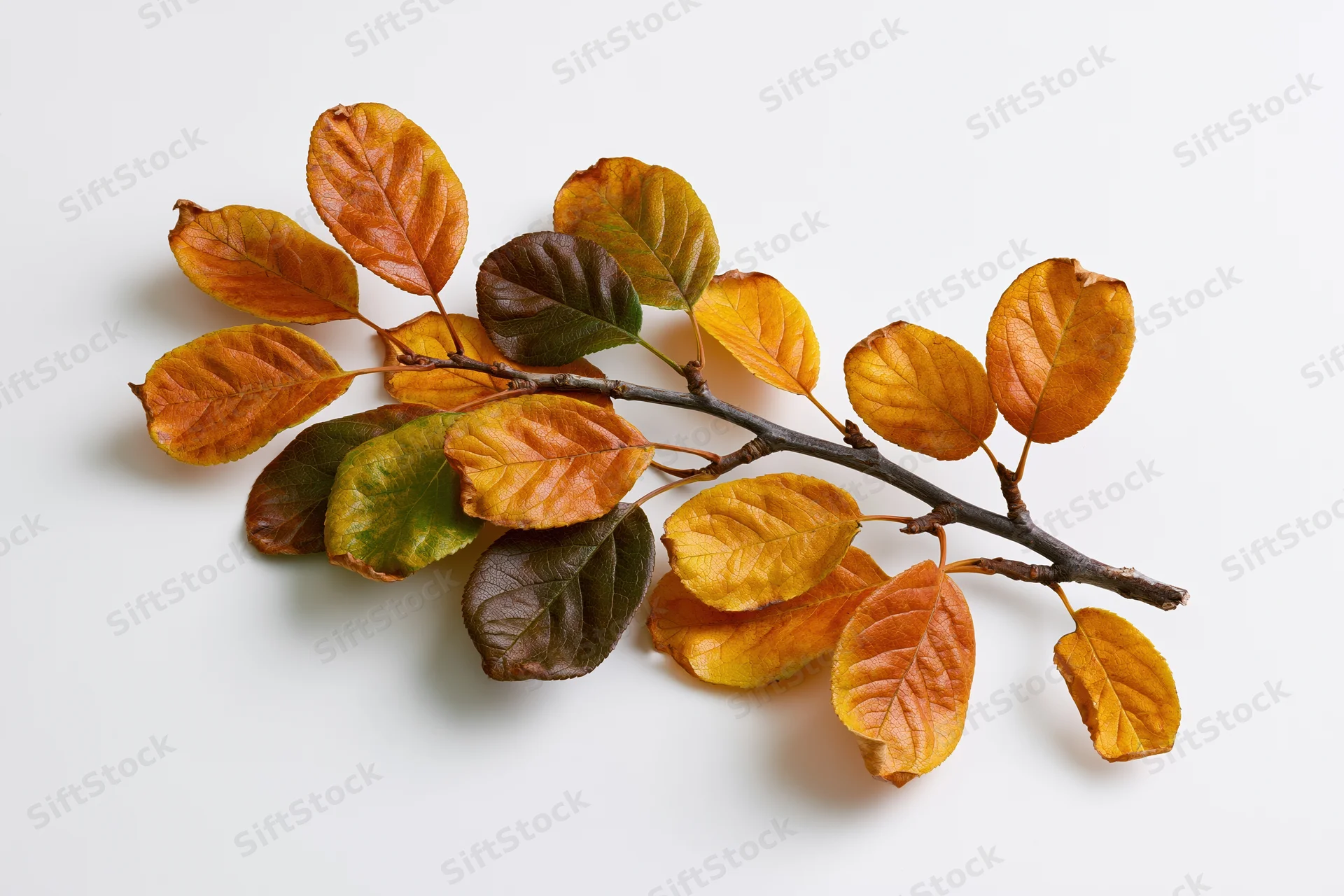 Autumn branch with oval leaves in mid-fall transition on white background