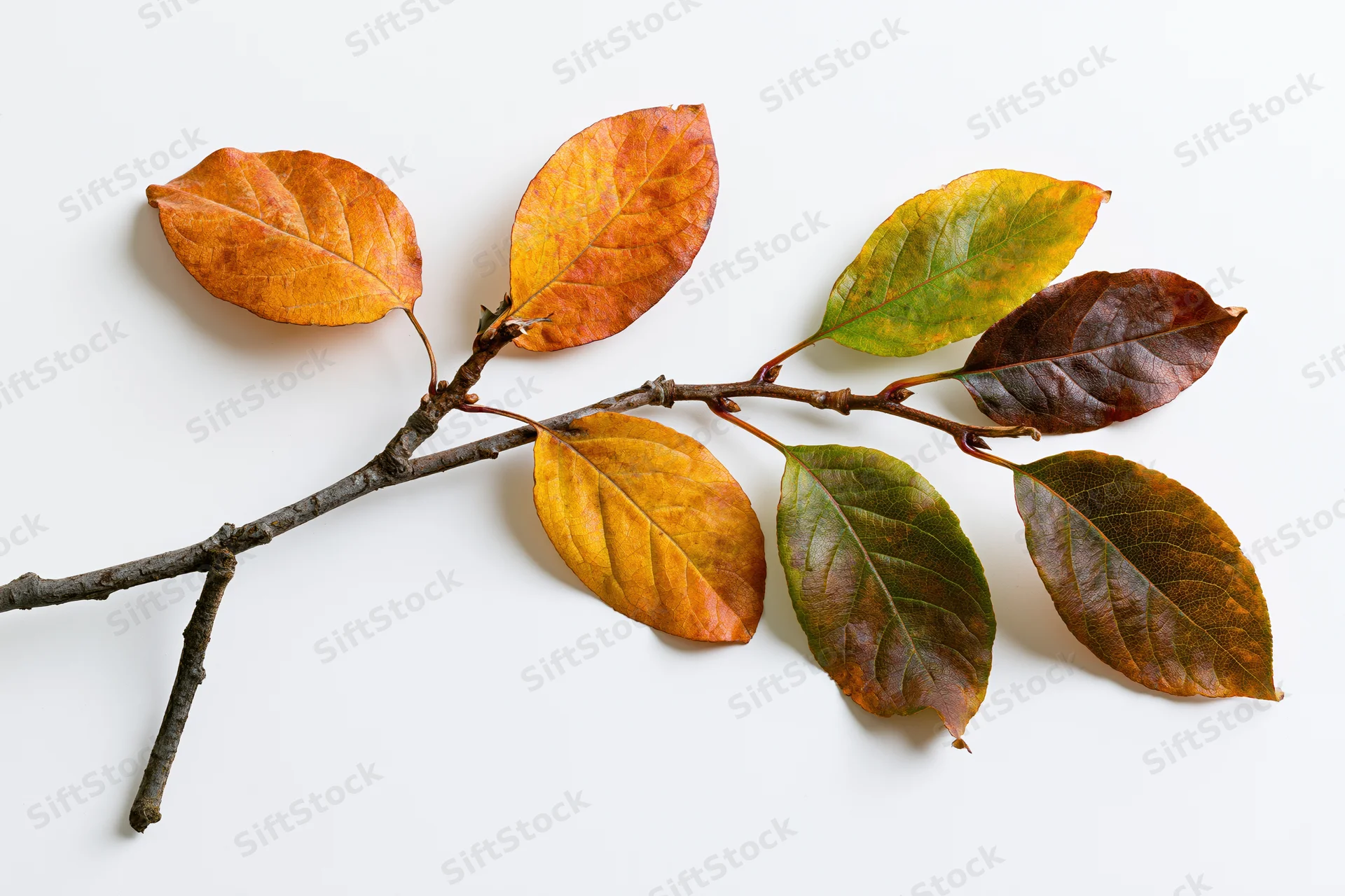 Autumn branch with oval leaves in mid-fall transition on white background