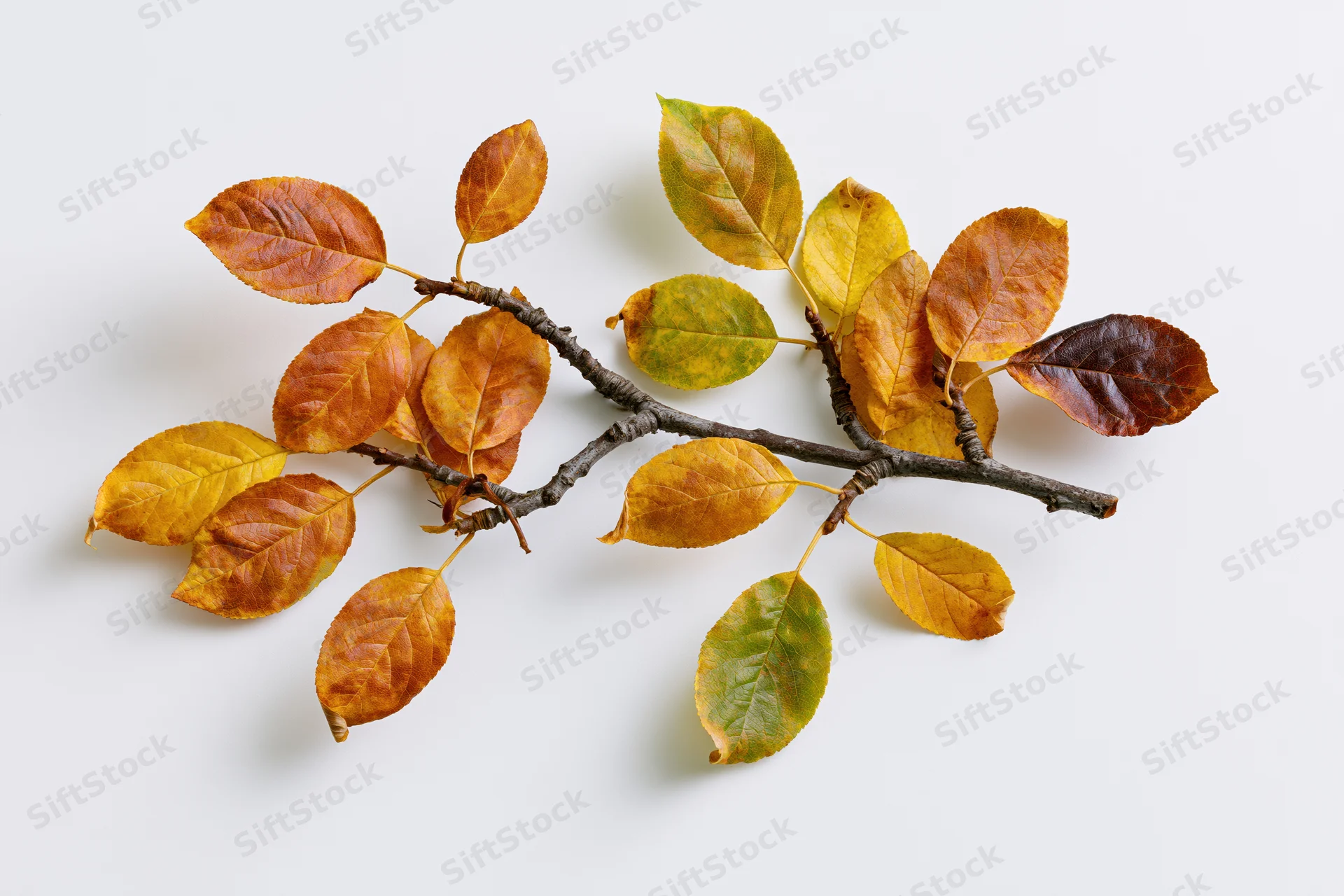 Autumn branch with oval leaves in mid-fall transition on white background