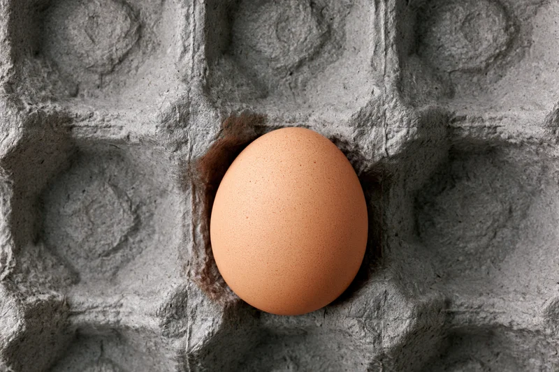 Single brown chicken egg resting in a molded paper carton cell